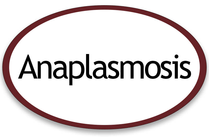 Anaplasmosis