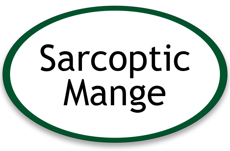 Sarcoptic Mange