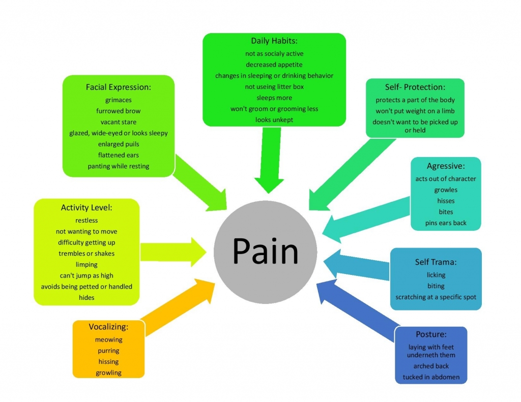 Assessing pain in your cat Chart