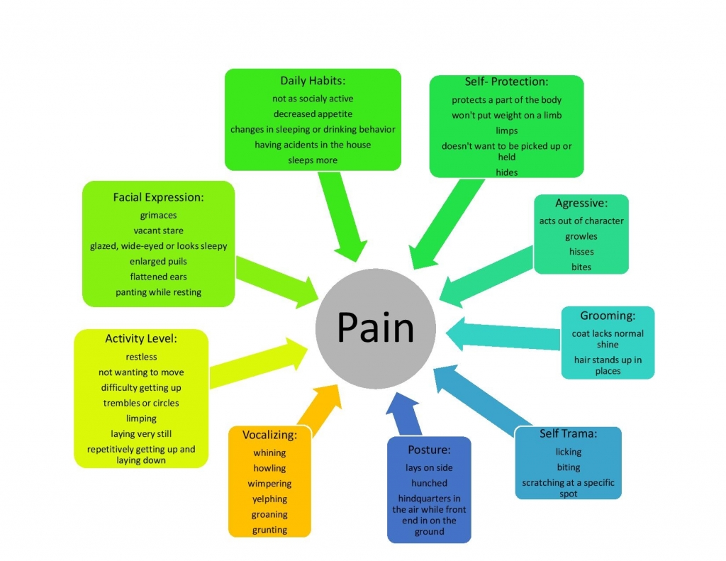 Assessing pain in your dog