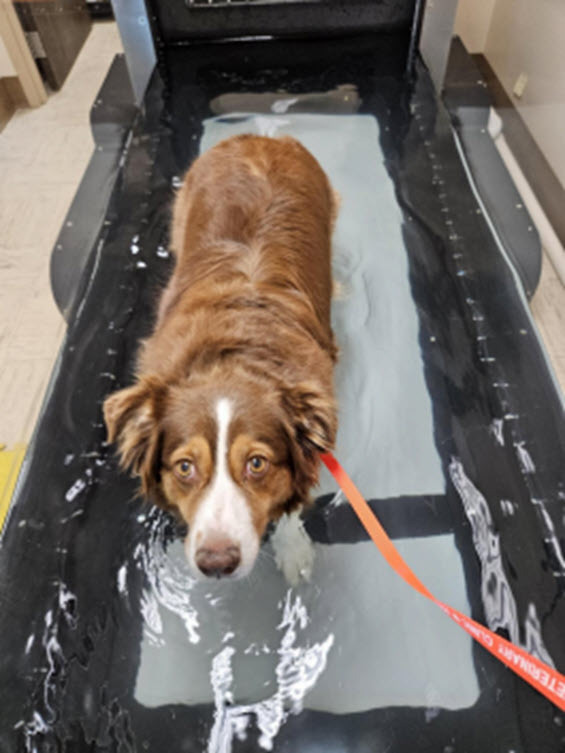 Underwater Treadmill