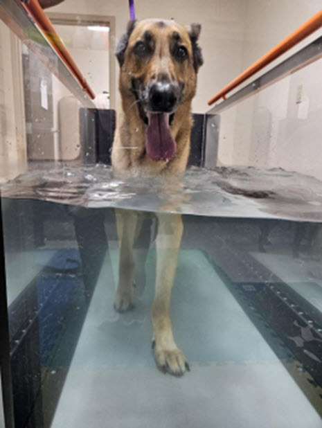 Underwater Treadmill