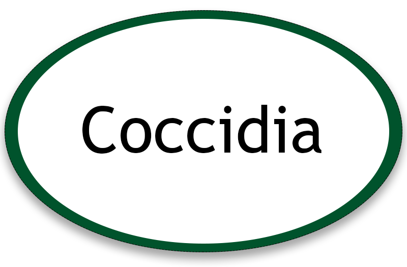 Coccidia