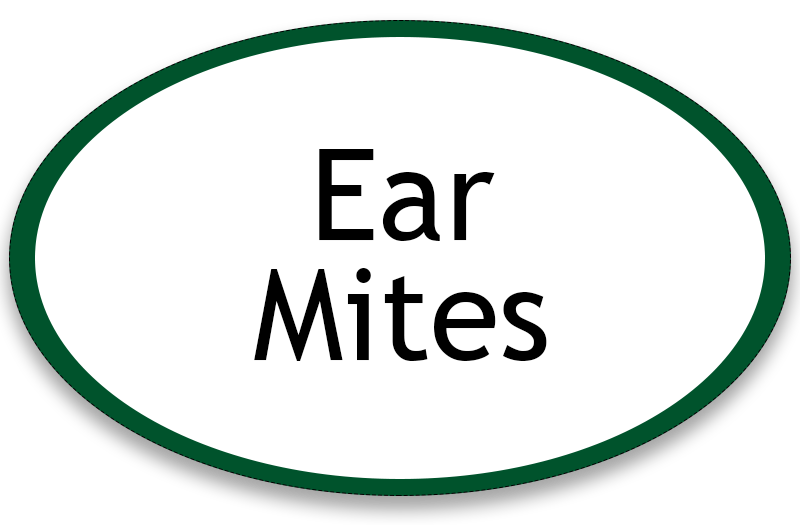 Ear Mites