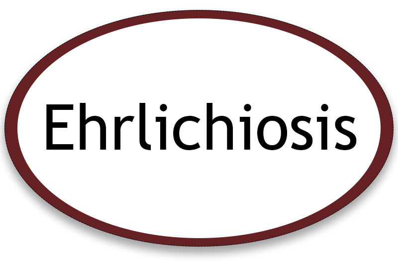 Ehrlichiosis