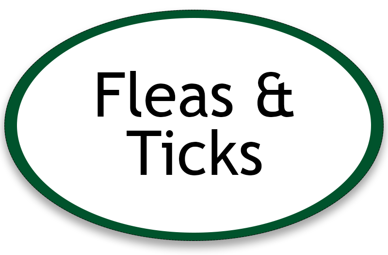 Fleas and Ticks