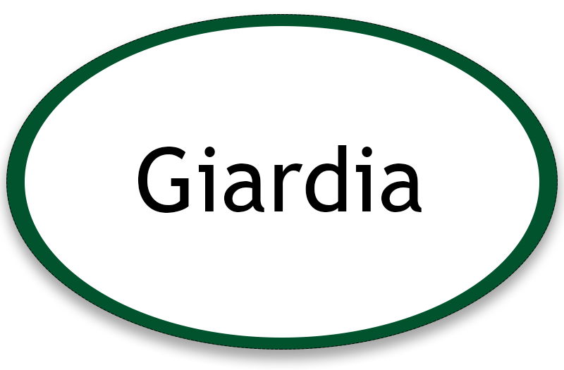 Giardia