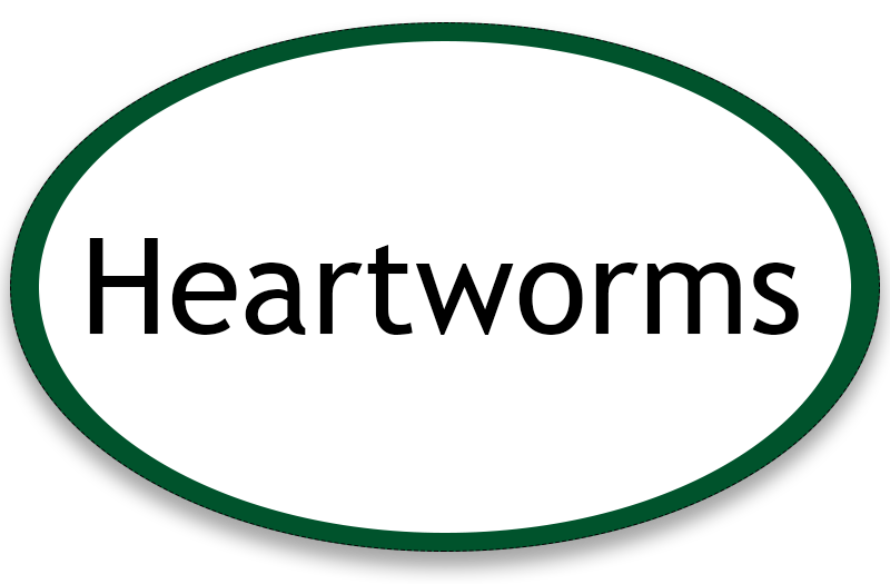 Heartworms