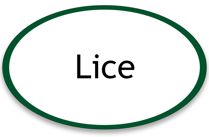 Lice