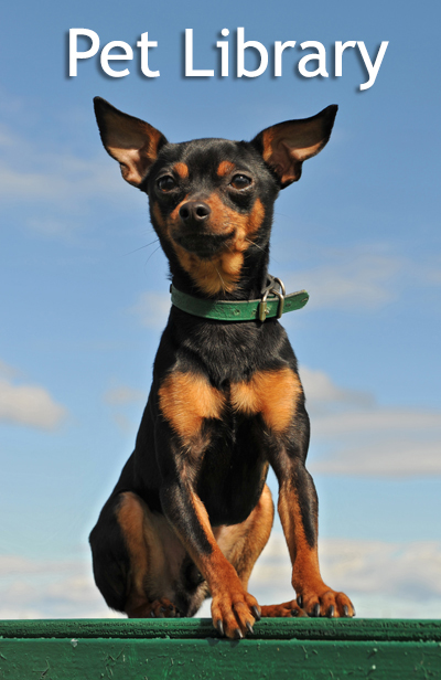 Pet Library