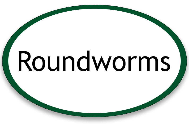 Roundworms