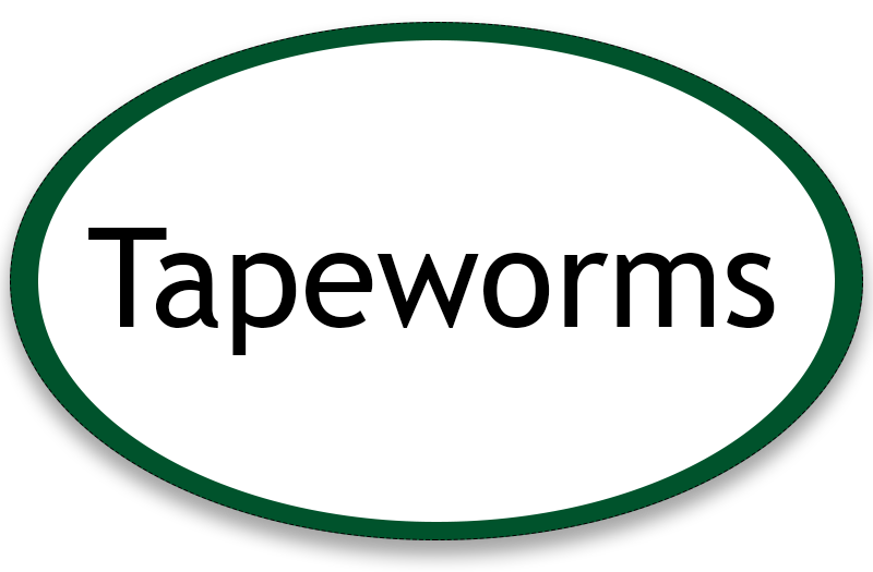 Tapeworms