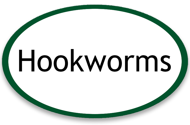 hookworm