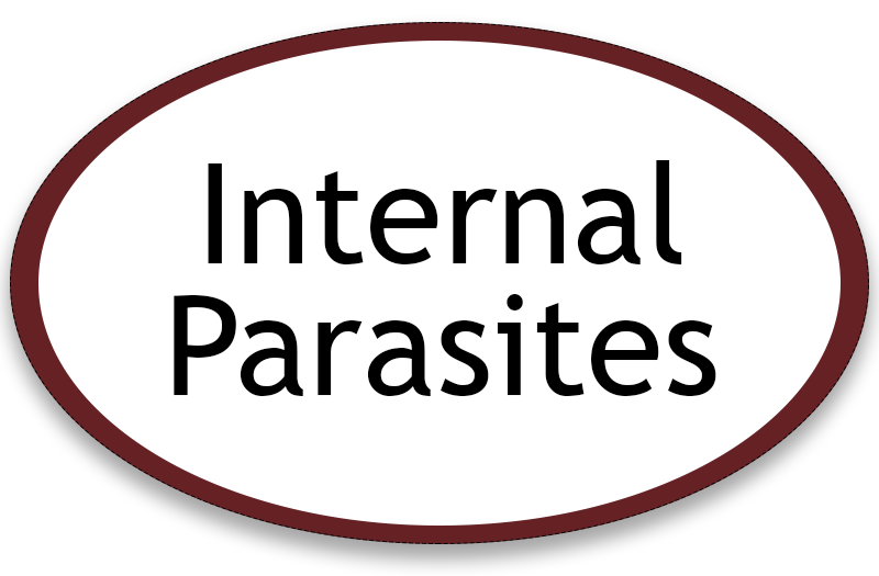Internal Parasites