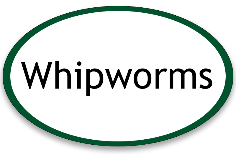 whipworms